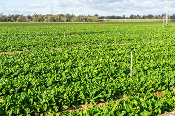 Fototapeta na wymiar Green Lines: Spinach in Rows with Sprinkler Irrigation.