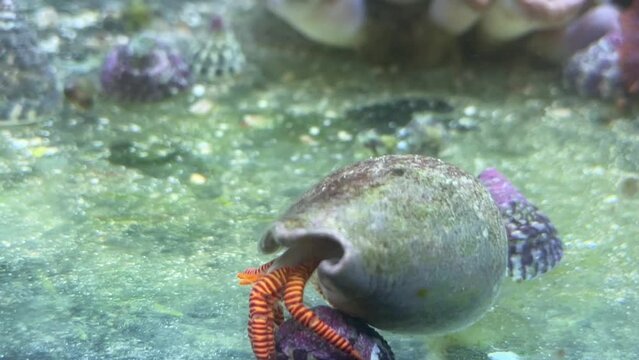 Nahaufnahme eines Einsiedlerkrebs mit roten Beinen.