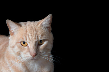 Obraz premium Cat Portraits against black background