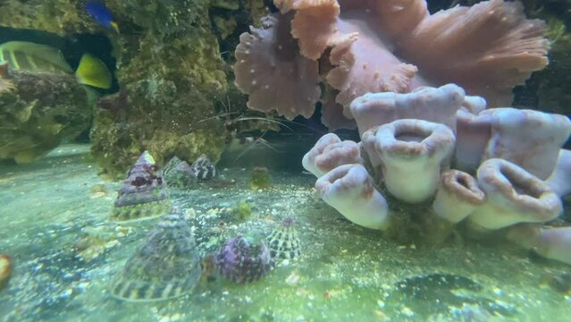 Portrait einer Tectus fenestratus Turboschnecke im Meerwasseraquarium.