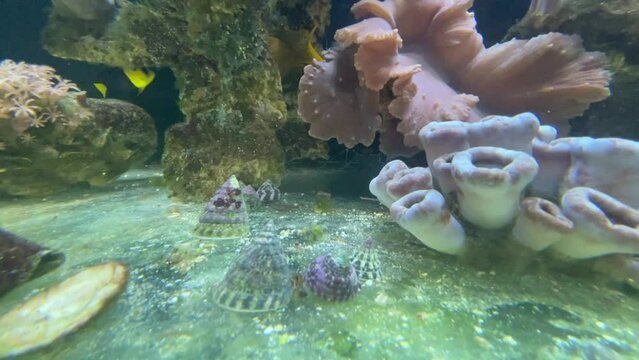 Portrait einer Tectus fenestratus Turboschnecke im Meerwasseraquarium.