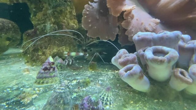 Garnele Putzergarnele Stenopus hispidus