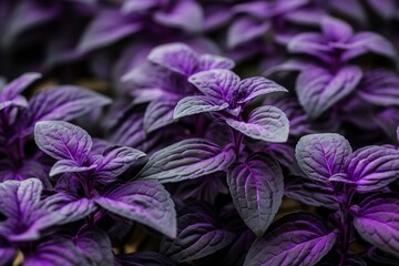Aromatic Purple basil herbs plant background. Aroma taste garden spring food summer. Generate Ai