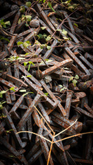 Rusty railway nails