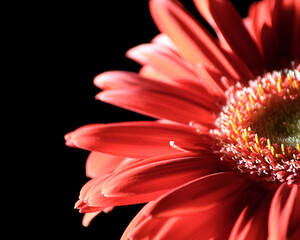 Close up of red gerbera flower black background