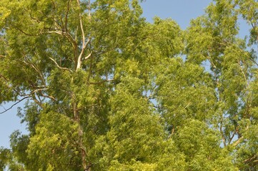 blue sky and branches of tree