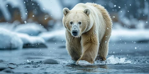 Foto op Plexiglas polar bear © toomi123