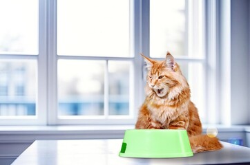 Cute cat near plastic feeding bowl