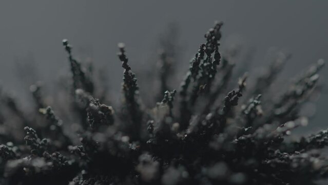 Macros of Metallic shavings and magnets