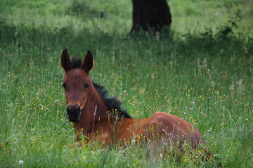 Caballo pequeño tumbado en la hierba