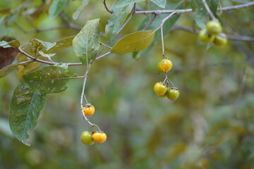 Ripe muruci fruits (Byrsonima crassifolia, Malpighiaceae family) still hanging on the tree. They...