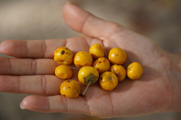 Muruci fruits (Byrsonima crassifolia), also known as murici, from a tree in the Malpighiaceae family. The tropical yellow fruits are sweet and have a special flavor. Solimoes, Rio Tapajos, Brazil.