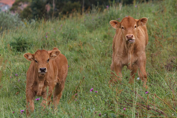 Dos vacas de frente 