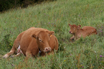 Vaca con su cría en la hierba