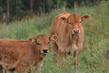 Dos vacas de frente
