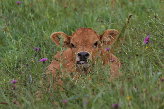 Ternero de vaca tumbado en la hierba