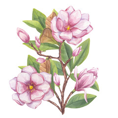 Fototapeta premium Pink magnolia, peony. Branch flower, buds, leaves. Blooming floral clipart. Hand drawn watercolor illustration isolated background. Botanical element for wedding invitation, save the date