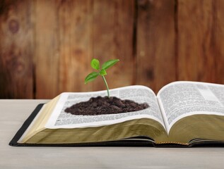 Green seed growing in soil on open Bible Book