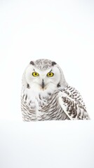 Majestic Snowy Owl Gazing Intently Isolated on White Background