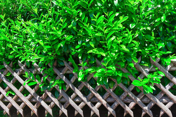 Wooden fence in the garden with green leaf background