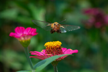 Pellucid hawk moth Cephonodes hylas flying over zinnia flower in flower garden, natural bokeh background