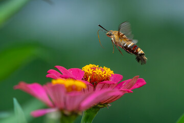 Pellucid hawk moth Cephonodes hylas sucking nectar from zinnia flower, natural bokeh background	