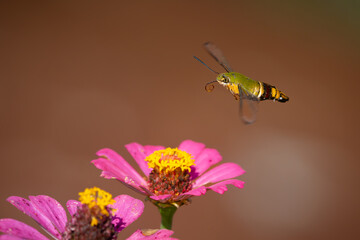 Pellucid hawk moth Cephonodes hylas flying over zinnia flower in flower garden, natural bokeh background