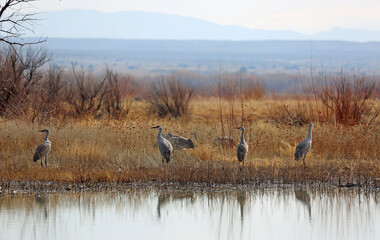 Cranes on the lake - Bosque del Apache National Wildlife Refuge, New Mexico