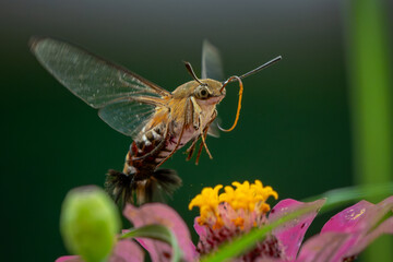 Pellucid hawk moth Cephonodes hylas flying over zinnia flower in flower garden, natural bokeh background