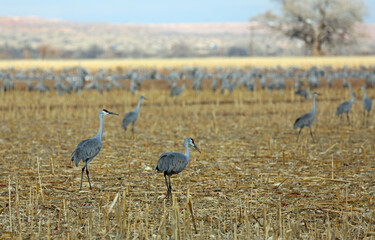 Cranes on the cornfield - Bosque del Apache National Wildlife Refuge, New Mexico