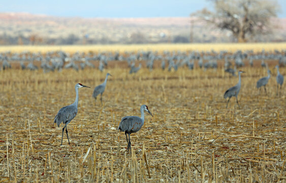 Cranes on the cornfield - Bosque del Apache National Wildlife Refuge, New Mexico