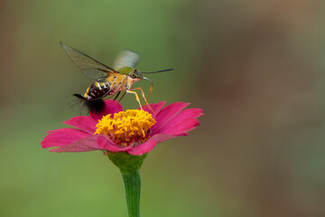 Pellucid hawk moth Cephonodes hylas sucking nectar from zinnia flower, natural bokeh background	