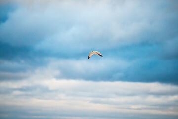 Seagull on the beach
