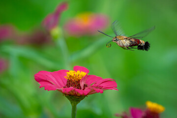 Pellucid hawk moth Cephonodes hylas flying over zinnia flower in flower garden, natural bokeh background