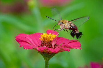 Pellucid hawk moth Cephonodes hylas sucking nectar from zinnia flower, natural bokeh background	