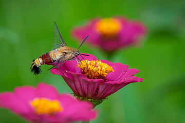 Pellucid hawk moth Cephonodes hylas sucking nectar from zinnia flower, natural bokeh background	