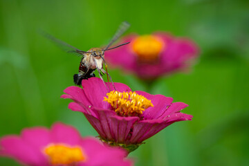 Pellucid hawk moth Cephonodes hylas sucking nectar from zinnia flower, natural bokeh background	