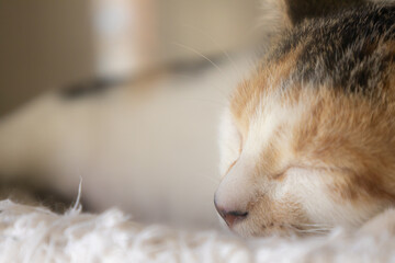 Selective focus. Little three-color cat sleeping peacefully. Free space to write.