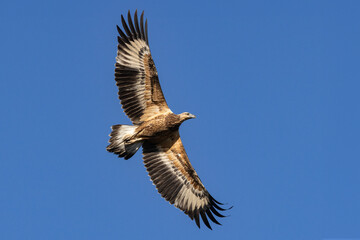 Juvenile Australian White-bellied Sea Eagle in flight