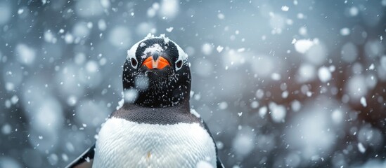 A Gentoo penguin stands tall in the snow, turning its head to reveal an orange eye. The contrast between the white snow and the penguins black and white feathers, highlighted by the orange eye