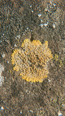 Mancha de liquen amarillo en piedra