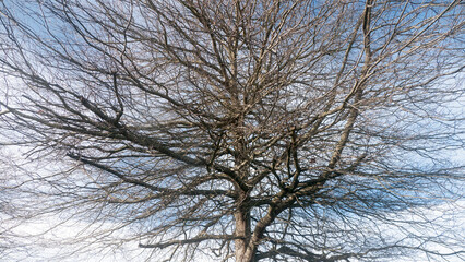 Ramas sin hojas en arbol latente