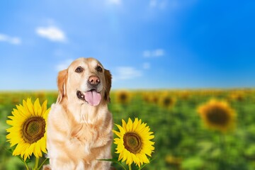 Cute young dog on wild field with sunflowers