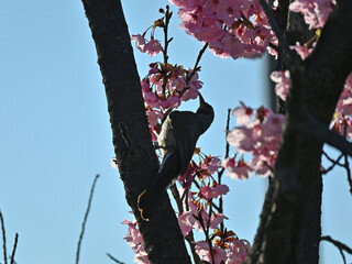 河津桜の蜜を吸うヒヨドリのシルエット