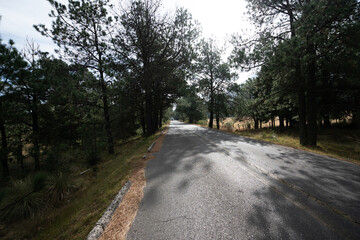 Bosque mexicano