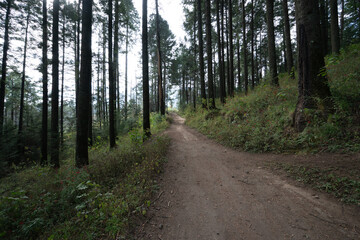 Bosque mexicano