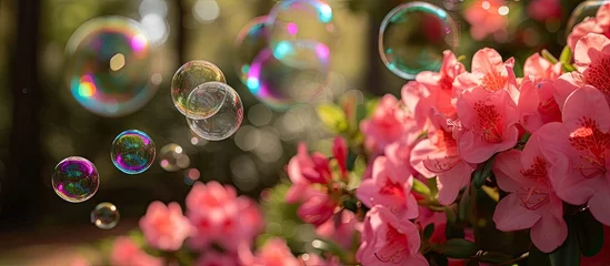 Poster Floral azaleas and a bunch of bubbles floating in the air in a park. © AkuAku