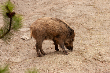 wild boar pig