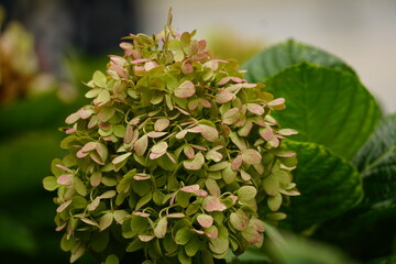Close-up Oversized fresh purple hydrangea