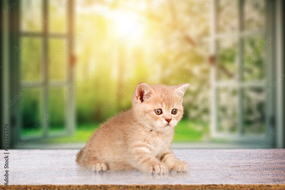 Sticker Cute young domestic cat on desk